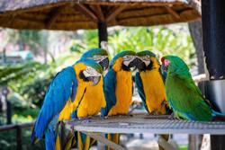 Colourful Parrot Group