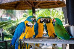 Colourful Parrot Group