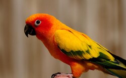 Colourful Parrot Photo
