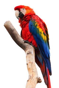 Colourful Parrot Wallpaper