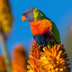 Colourful Parrot