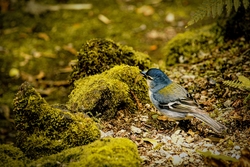 Common Chaffinch Bird Photography