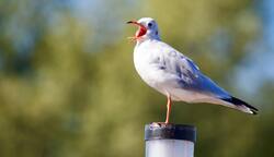 Common Gull Bird Photography