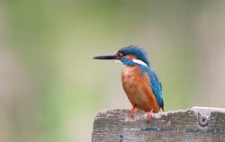 Common Kingfisher Bird Sitting on Wood