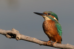 Common Kingfisher Bird