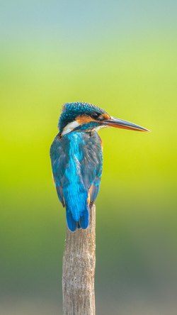 Common Kingfisher