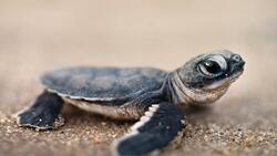 Common Musk Baby Turtle Wallpaper