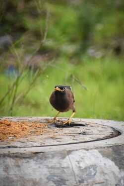 Common Myna Bird Photo