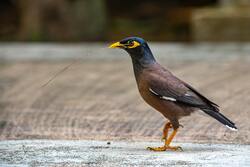 Common Myna Bird Pic