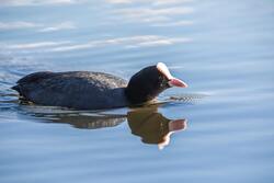 Coot Swimming Close up Photo