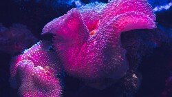 Coral Reef Creative 5K Image