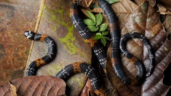 Coral Snake On Leaf 4K Wallpaper