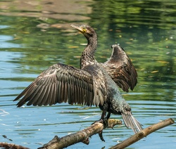 Cormorant Bird Spreading Wings