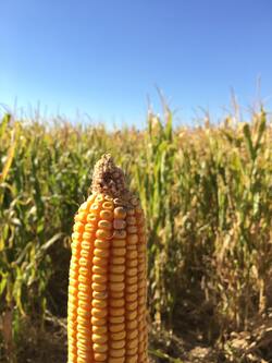 Corn in Farm
