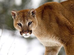 Cougar in Winter