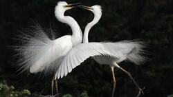 Couple Bird Romantic HD Photo