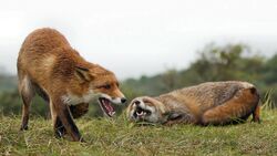 Couple Fox Fighting on Grass