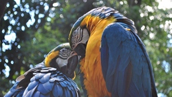 Couple Parrot 4K