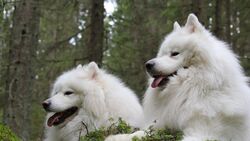 Couple Samoyed Dog