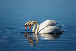 Couple Swans in Water