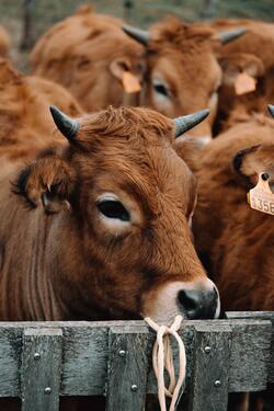 Cow Animal Close Up Image