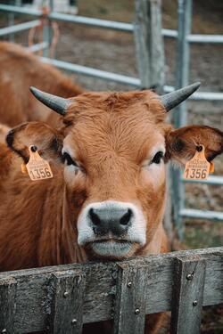 Cow Animal Mobile Photography