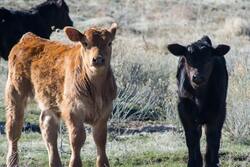 Cow Calves Standing on Grass