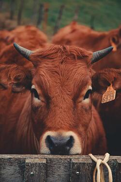 Cow Close Up Picture