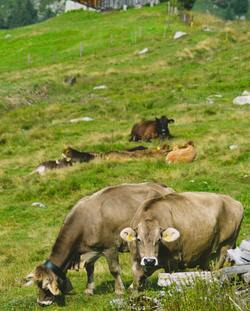 Cow Eating Grass