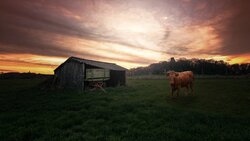 Cow in Farm 5K Wallpaper