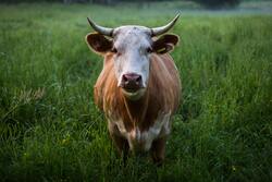 Cow in Green Grass Animal