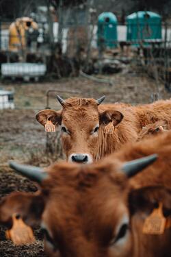 Cow Sitting on Grass