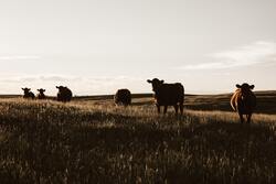 Cows in Farm 5K Photo