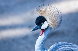 Crane Bird HD Pics