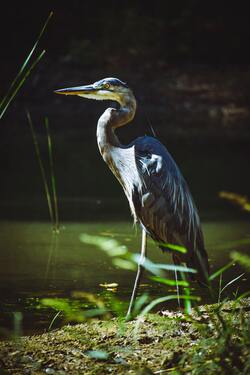 Crane Bird Standing Mobile Picture