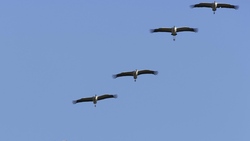 Crane Flock Sky