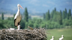Crane in Nest
