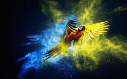 Creative Pic of Macaw Bird
