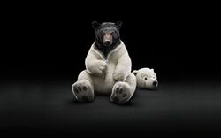 Creative White Polar Bear Photo