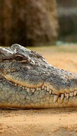 Crocodile Closeup Face