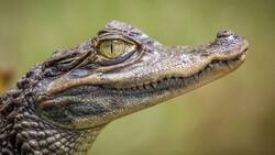 Crocodile CloseUp Look 4K Photo