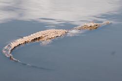 Crocodile in Water