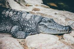 Crocodile on Stone image