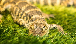 Crocodile Reptile Wild Photography