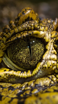 Crocodile Wild Eye Image