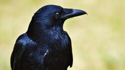 Crow 5K Bird