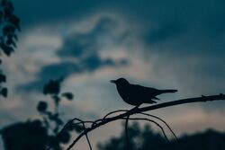 Crow Bird Black and White Photo