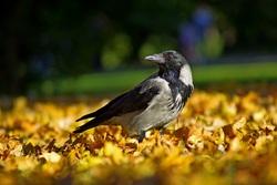 Crow Bird During Autumn