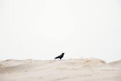 Crow Bird in Desert