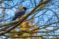Crow Bird On Tree Branch